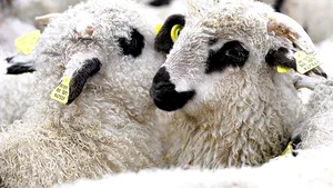 Autoritatea Sanitar Veterinară iniţiază măsuri de prevenire a apariţiei pestei la micile rumegătoare din România