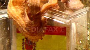 Caracatiţa Paul: Spania va câştiga Cupa Mondială
