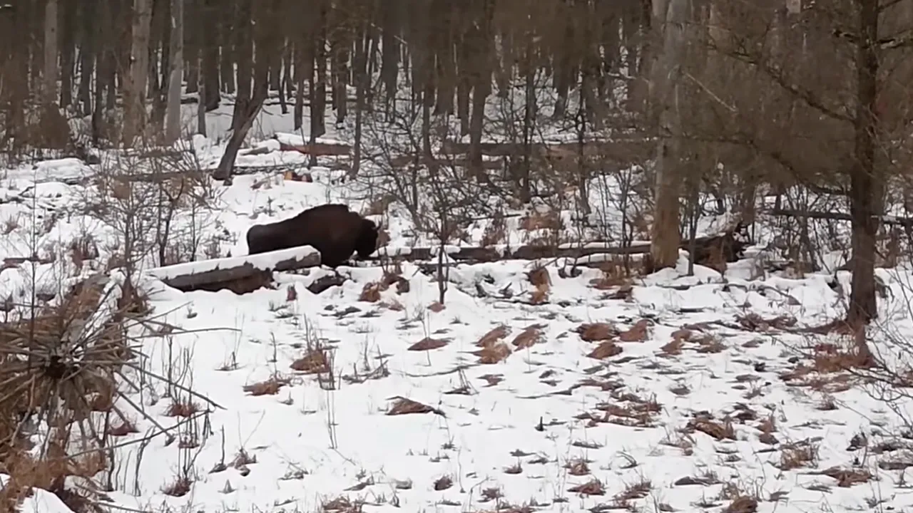 VIDEO „Stretching” de dimineaţă, în pădure. Cum îşi începe ziua un zimbru din Parcul Natural Vânători 