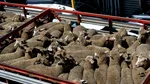 ANSVSA: Transporturile ilegale de ovine, cel mai mare pericol biologic la adresa României