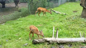 Caz incredibil: Un bărbat a fost ucis de o CĂPRIOARĂ. Soţia acestuia, în stare gravă la spital după ce i-a sărit în ajutor