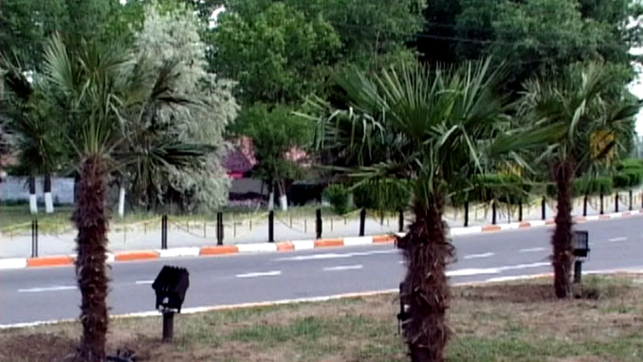 Palmierii vor fi replantaţi în Mamaia