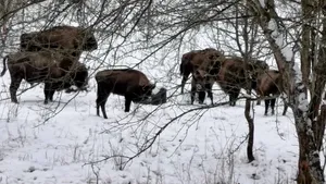 VIDEO Ce se întâmplă în inima pădurii: Imagini rare cu o turmă de zimbri, surprinse în Haţeg