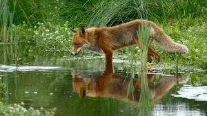 O fetiță a fost mușcată de o vulpe într-o zonă strict protejată din Parcul Natural Apuseni