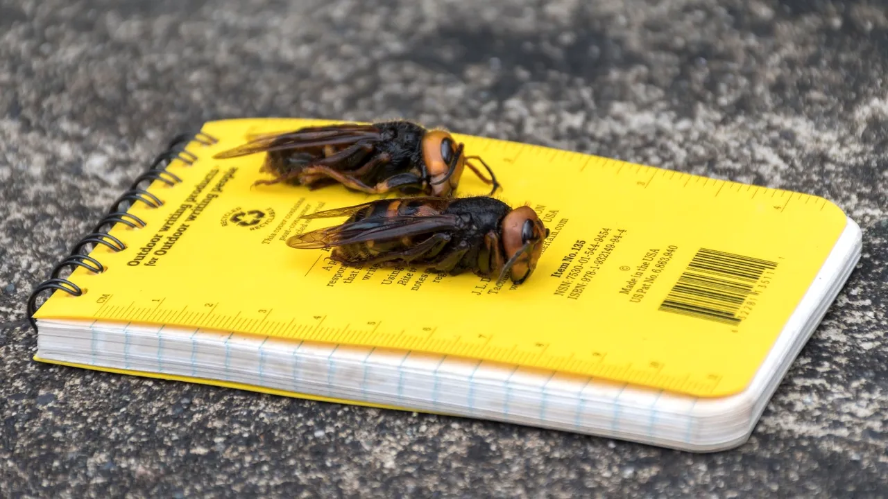 Specialiştii americani au capturat prima viespe-gigant asiatică. Insecta reprezintă o ameninţare pentru oameni