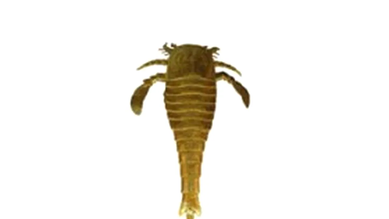 Fosilă de scorpion marin, mai mare decât un om, descoperită în Germania