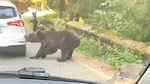 O ursoaică a atacat o mașină pe Transfăgărășan și i-a smuls bara din spate