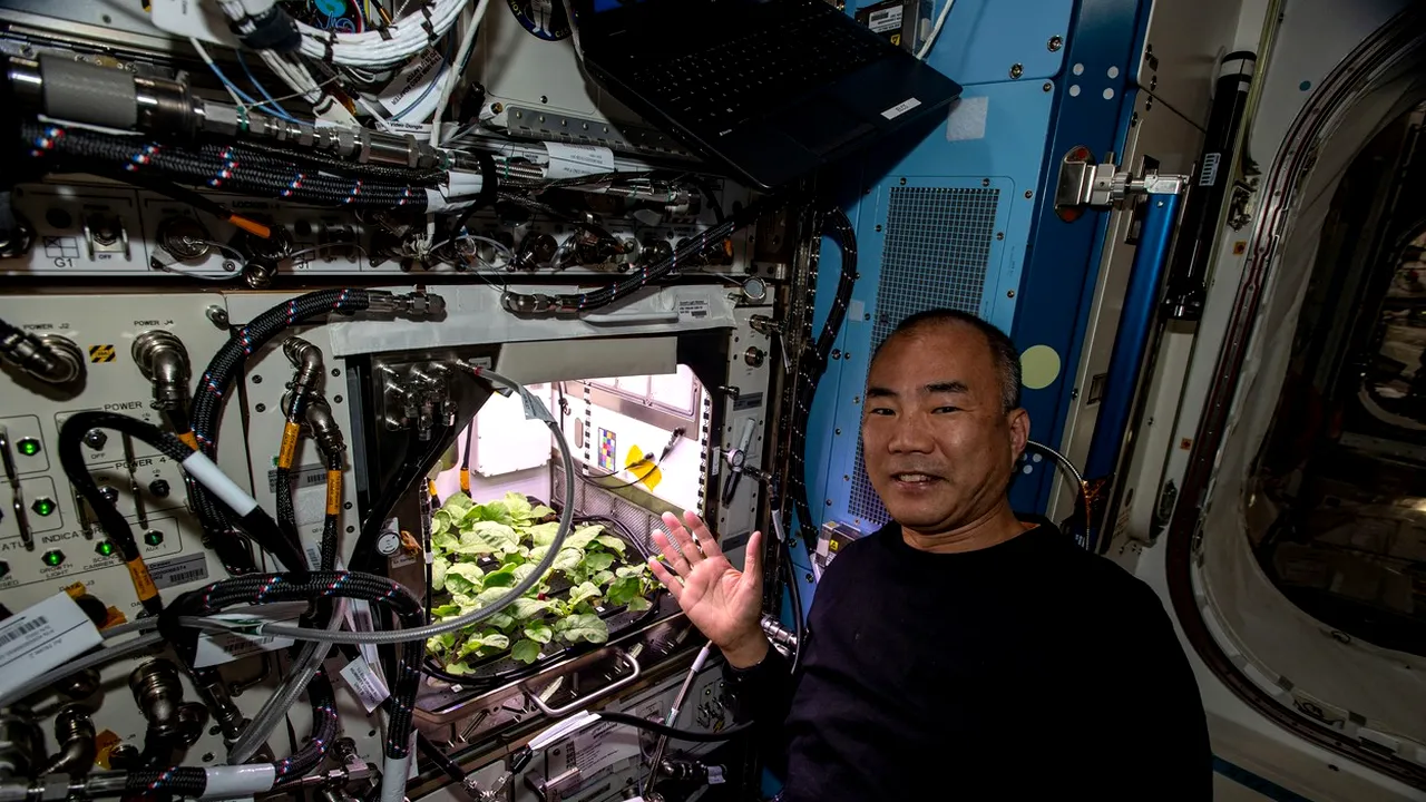 Un astronaut NASA a reuşit să crească prima recoltă de ridichi din Spaţiu