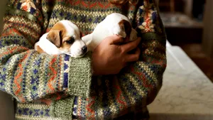 Medicii avertizează: Nu interacţionaţi cu animalele de companie dacă aveţi COVID-19. Care sunt cele mai vulnerabile