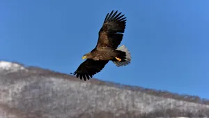 Un parc eolian, închis pe termen lung deoarece un vultur a fost omorât de elicea unei turbine
