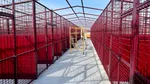 Adăpostul ASPA Mihăileşti îşi măreşte capacitatea. Mai mult loc pentru câinii nimănui