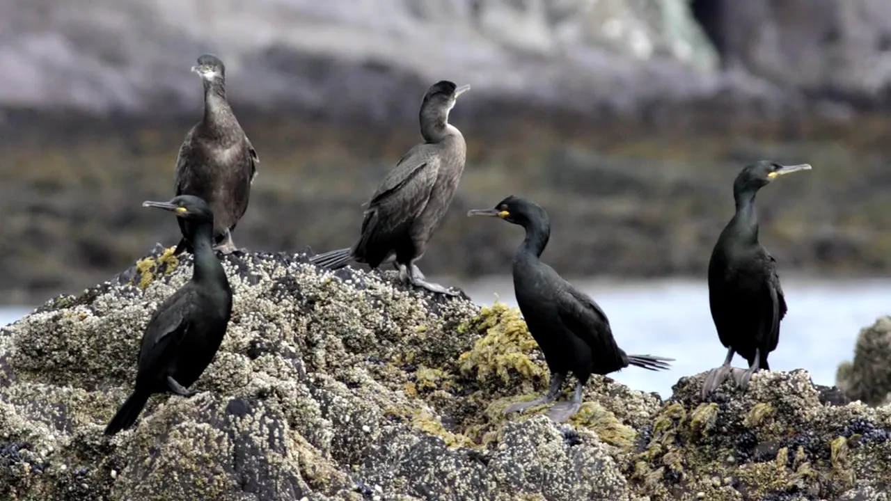 Societatea Ornitologică confirmă prezenţa CORMORANULUI moţat pentru prima oară în România