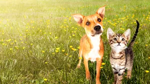 Pandemia şi animalele de companie. Românii au cheltui miliarde de lei pe hrana şi produsele micilor companioni
