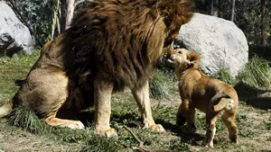 Grădina Zoologică din Chile le caută „naşi” animalelor înfometate