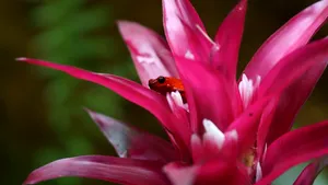 O nouă specie de broască „derutantă” a fost descoperită în Ecuador. De ce îi intrigă pe cercetători