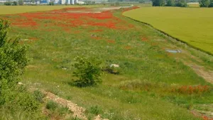 Maci crescuţi pe lotul I al Autostrăzii Sebeş-Turda, în zona Lancrăm - FOTO