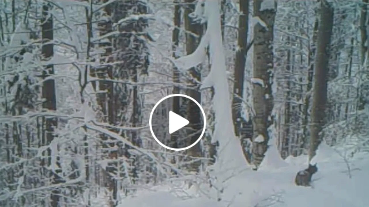 Imagini inedite: Un râs ieşit la vânătoare, prin zăpadă, în Parcul Natural Apuseni | VIDEO