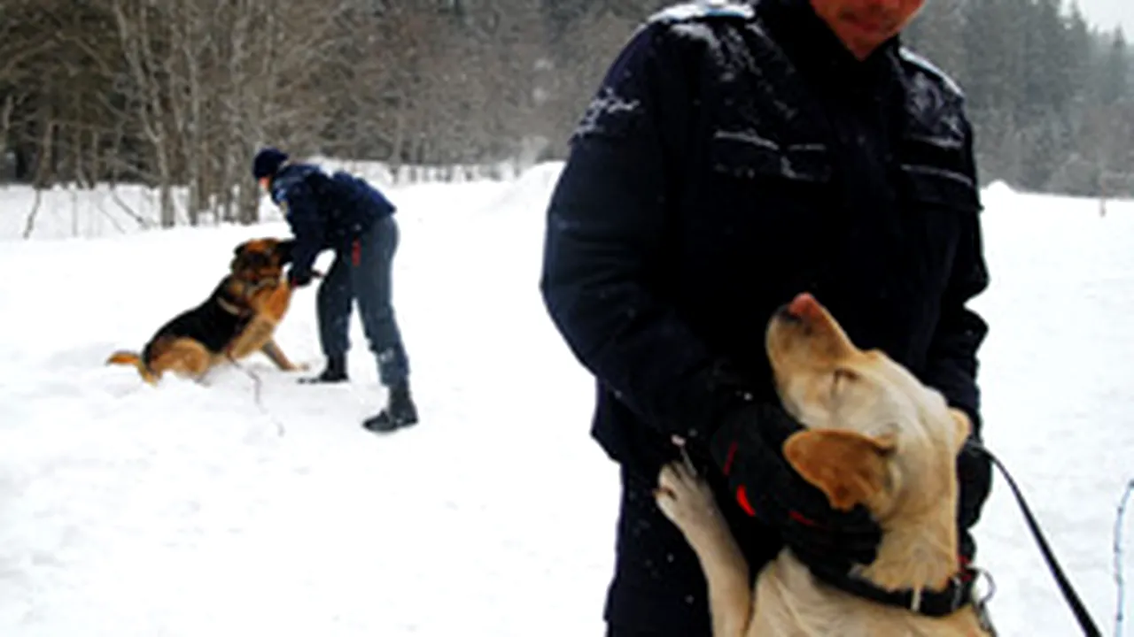 Romanian Gendarmerie To Use Dogs In Avalanche Search And Rescue
