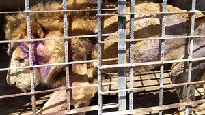 Sute de animale dintr-o grădină zoologică din Yemen se mănâncă între ele, fiind abandonate pe fondul războiului 