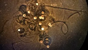 Primii roboţi vii din lume se pot reproduce printr-o formă complet nouă, diferită de orice animal sau plantă. Cercetător: „Am fost uimit de asta”