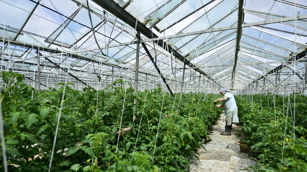 Ciolacu: Vrem să oferim produselor româneşti şanse egale pe piaţă cu produsele de import