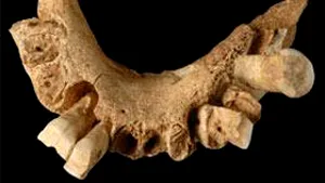 Homo antecessor - cel mai vechi hominid din Europa de vest