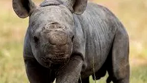 Motiv de bucurie la un Zoo din Australia. Un pui de rinocer negru s-a născut în captivitate. Specia este pe cale de dispariţie