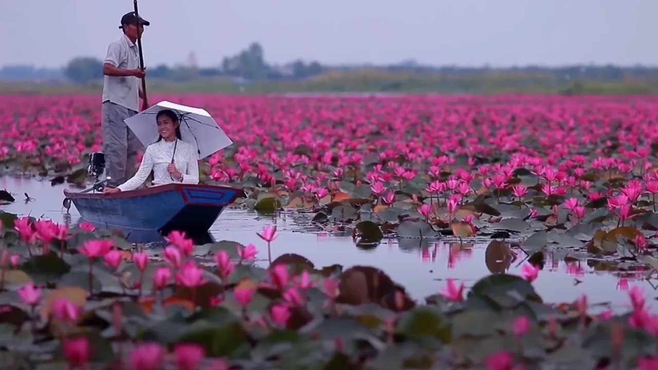 Lacul cu nuferi roz: o privelişte ireală, în inima Thailandei
