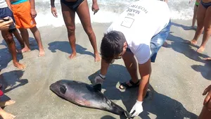 Delfini eşuaţi pe plajele din Mamaia şi Venus după ce au murit din cauza plaselor pescăreşti - FOTO