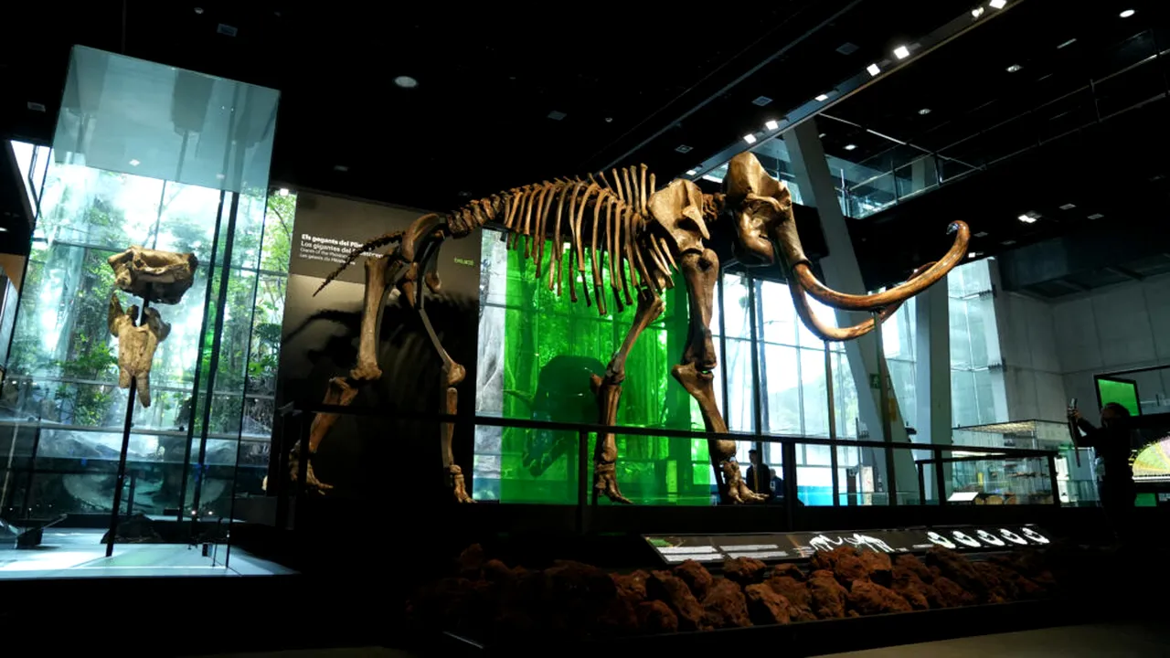 ADN de mamut lânos, descoperit în excremente fosilizate de veveriță vechi de până la 700.000 de ani