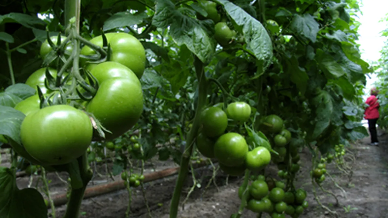 Agricultorii români care cultivă produse bio perseverează în pofida lipsei subvenţiilor