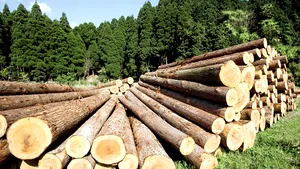 Romsilva a retrocedat 117.000 hectare de păduri Bisericii şi 16.000 hectare Academiei Române