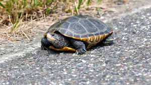 Un american a fost condamnat pentru că a rănit o broască ţestoasă 