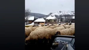 Imagini incredibile pe un drum european din România. O turmă de oi, scăpată de sub control, la lins sarea de pe asfalt