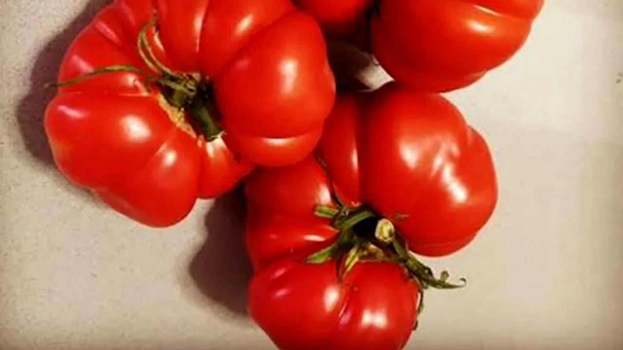 Operațiunea de protejare a tomatelor naționale a crescut prețurile la 13 euro în Franța și 8 euro pe kilogram în Spania