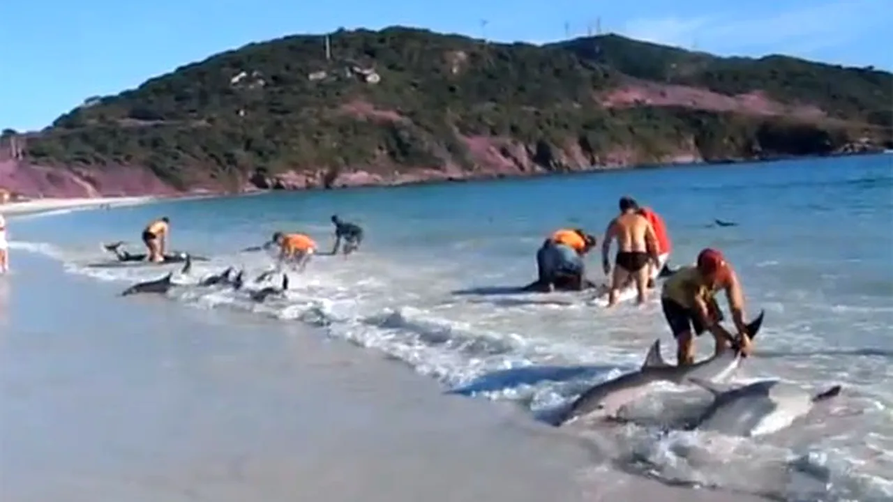 EMOŢIONANT: Cum au fost salvaţi de la moarte zeci de delfini de către oameni - VIDEO