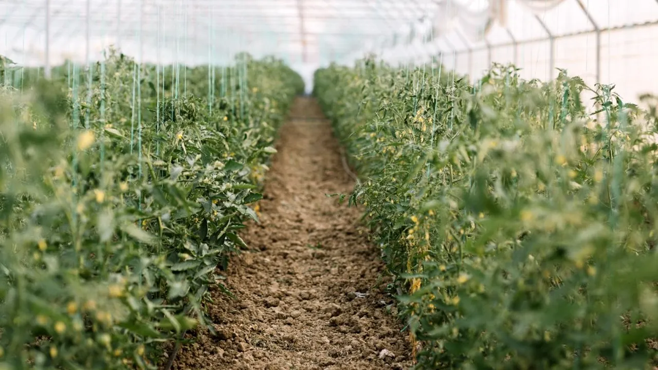 Afacere născută din pasiune: o fermă bio din judeţul Prahova face furori în Capitală. Antreprenorii îşi vând produsele ecologice în două locaţii 