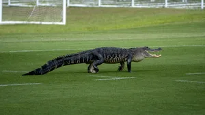 Antrenamentele unei echipe de fotbal, întrerupte de un aligator. Reacţia jucătorilor. VIDEO