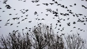 Păsările au un al şaselea simţ, care le permite să părăsească zona înainte de sosirea unei furtuni