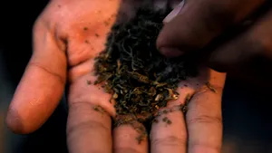 Romanian Health Ministry To Regulate Legal Hallucinogenic Substances
