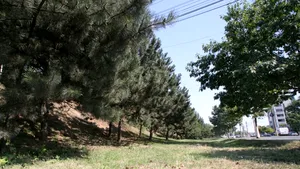Gândul: Primăria lui Onţanu a aprobat blocuri de 14 etaje pe aproape un hectar de brazi şi iarbă