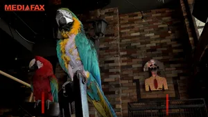 Doi papagali sunt atracţia unei cafenele din Iaşi