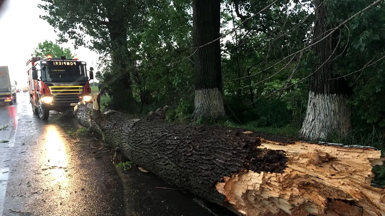 Zeci de copaci smulşi de vijelie, într-o comună din judeţul Vâlcea