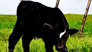 După caracatiţa Paul vine viţelul prezicător. Ce pronostic a dat Richie McCow