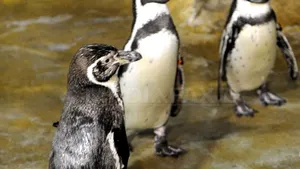 Cadou neobişnuit de nuntă pentru prinţul William şi Kate: Un pui de pinguin