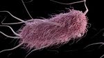 Prin toxina pe care o eliberează la copiii mai mici de zece ani, E. coli e responsabilă pentru cancerele de colon timpurii
