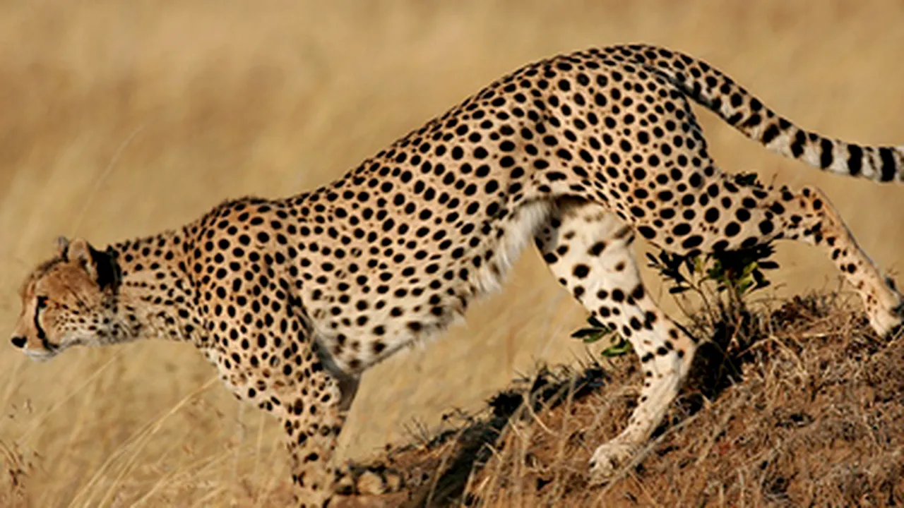 Specie rară de ghepard, în deşertul algerian