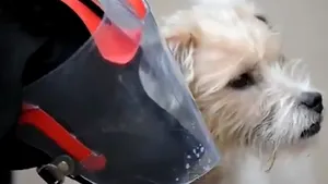 PRIETENIE EMOŢIONANTĂ la bine şi la greu: Un terrier, câine însoţitor pentru amicul lui labrador orb - VIDEO