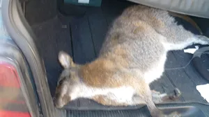 Un cangur fugărit de copii în Arad a fost prins de poliţişti, însă a murit în maşina unui agent: 