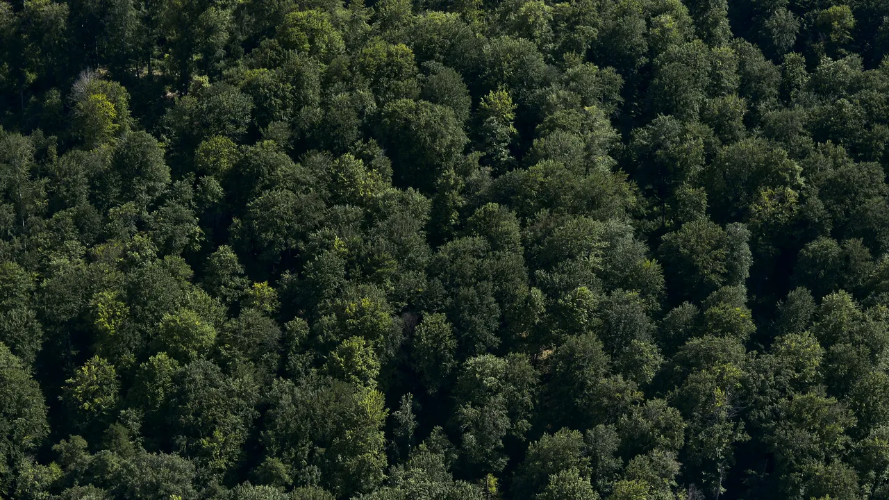 Harta pădurilor virgine din România: 300.000 de hectare, 13.000 de specii şi cea mai mare populaţie de urşi din Europa / Topul pe judeţe / Semnalul de alarmă, tras de Greenpeace